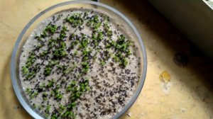 Посев кактусов