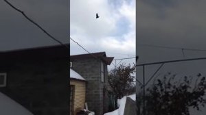 Николаевские голуби ростовской области 2019