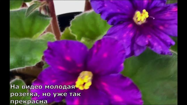 Sonoma Fantasy Shimmer (Borck) смотреть онлайн