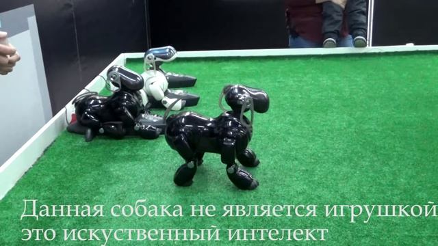 Интерактивная научная выставка «Город Роботов»