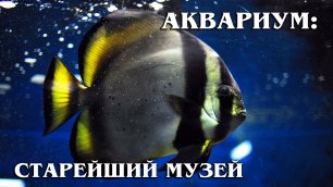 МУЗЕЙ-АКВАРИУМ: Севастопольский «Аквариум» | Обзор Музея и интересные факты про морских обитателей