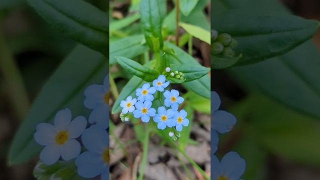 Beautiful blue and yellow wildflowers wild flower #nature #flowers #meditation #relaxing #explore