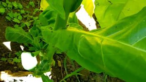 Американ 572...