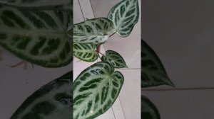 Anthurium crystallinum silver blush hybrid