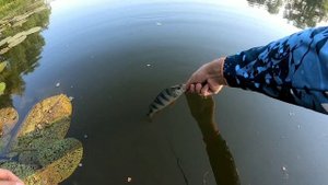 Окунь на неогруженную резину в жару! Выездная рыбалка на Дон в Липецкую область Данковский район