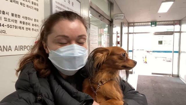 У нас пополнение! Новый щенок и ковид/KOREA VLOG