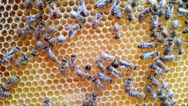 Как отстроили пчелы вощину с увеличенной ячейкой.
