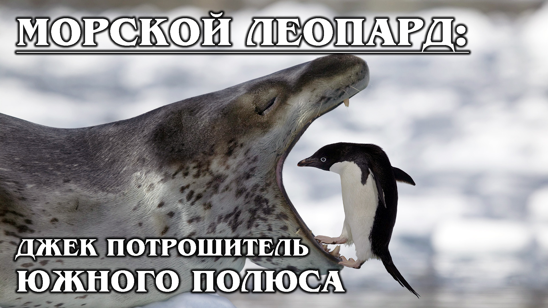 МОРСКОЙ ЛЕОПАРД: "Царь" Антарктиды и любимчик косатки | Интересные факты про тюленей и животных
