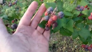 Малина черноплодного сорта кумберленд -  гибрид, малины и ежевики.