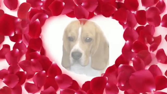 Презентация смотреть онлайн