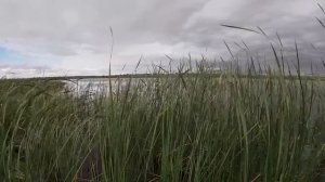 ОСЕННЯЯ ОХОТА НА УТКУ. С русским охотничьим спаниелем.