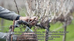 Виноград в Башкирии — уход весной