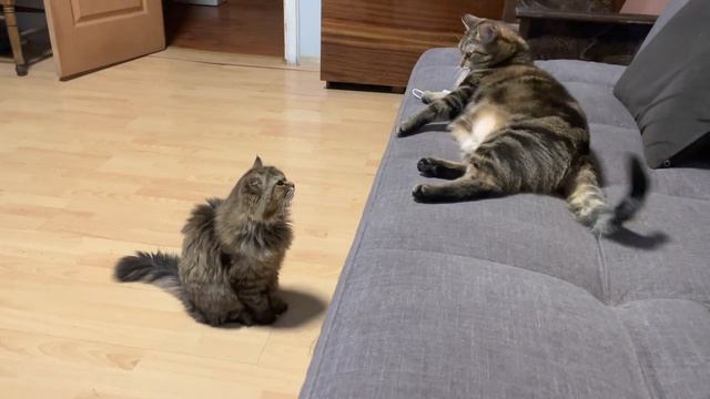 Коты скучают и дерутся! смотреть онлайн