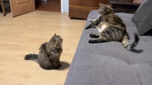 Коты скучают и дерутся!