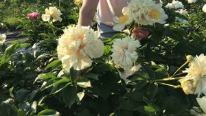 Quitzin peony. Квитзин пион (разные формы цветка). Пулков сад.