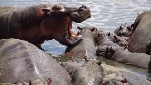 Отдых на Занзибаре ? Отзыв о туре в Танзании