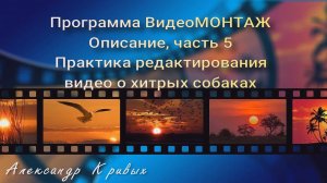 5 Практика редактирования видео о хитрых собаках