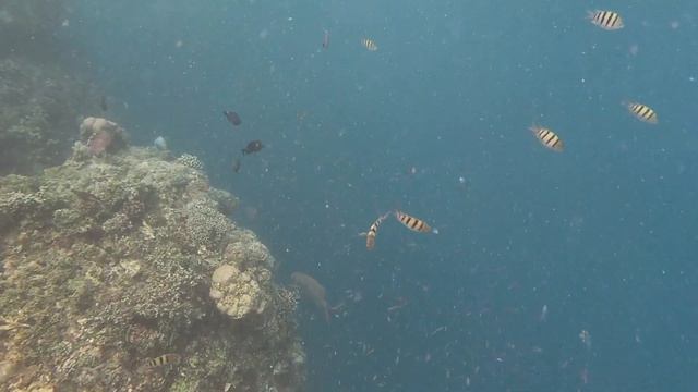 Trip to Panglao Island смотреть онлайн