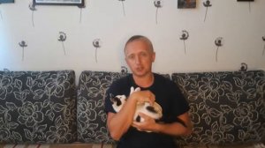 Сколько стоит сводить кота к ветеринару