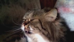 Кот очень смешно чихает