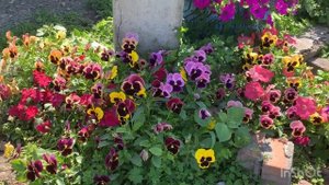 Виола Виттрока