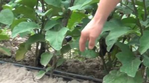 Баклажан Фарама F1 на открытом поле (27-06-2016)