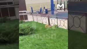 Дикий кабан напал на детей во дворе ЖК "Парк Островского" в Ростове-на-Дону.