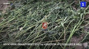 Мужчина обнаружил кусты конопли и сообщил в полицию_2