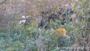 Джек рассел терьер и кабан