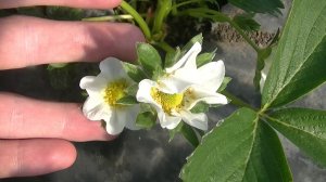 Массовое цветение клубники в балаганах. Эми, Джоли, Клери, Мурано и Азия.