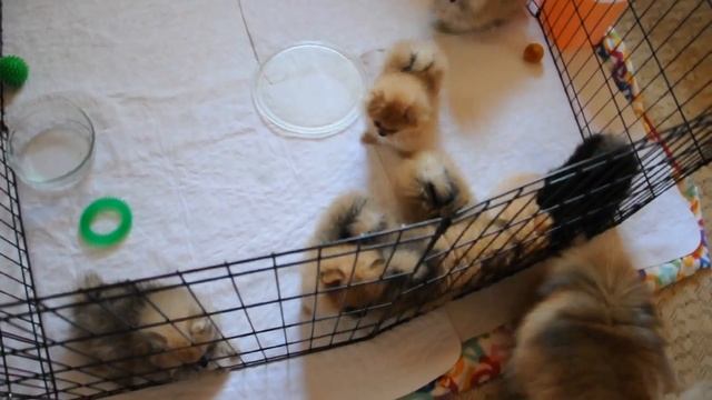 Померанцы, щенки с Вишенкой смотреть онлайн