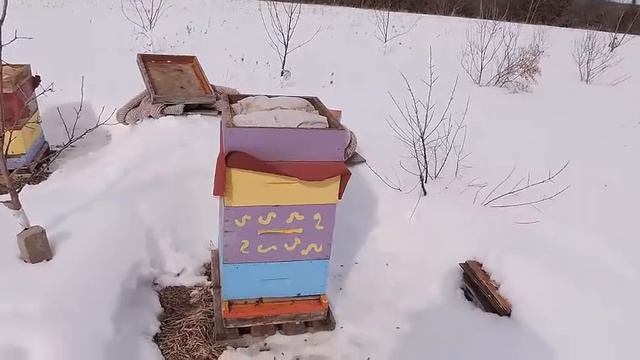 Первый облёт пчёл в конце февраля, зимовка продолжается смотреть онлайн