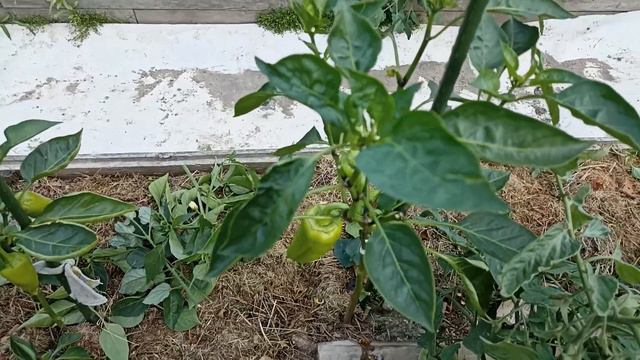 Перец в открытом грунте. формирую смотреть онлайн