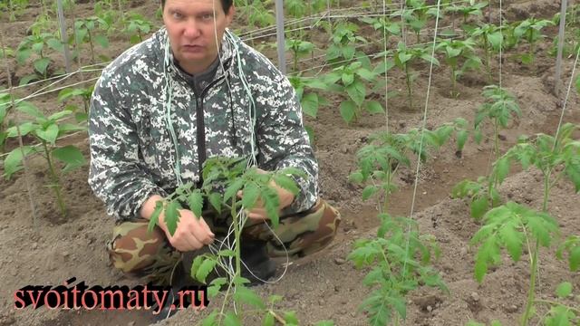 Простой способ подвязки высокорослых томатов