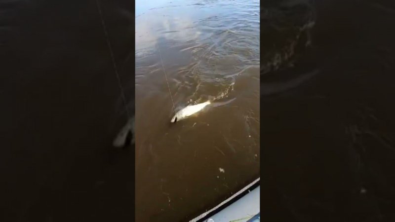 Вот она! #яспиннингист #fishing #рыбалка