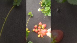 Клубника сорта Корона