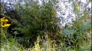 Целебные свойства пижмы и противопоказания