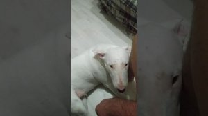 бультерьер манипулирует и наказывает своего слугу!!!! злой бультерьер!!!