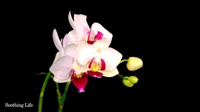 Лучшая расслабляющая музыка для вас.Лучшие инструментальные песни всех времен. Сергей Грищук#музыка смотреть онлайн