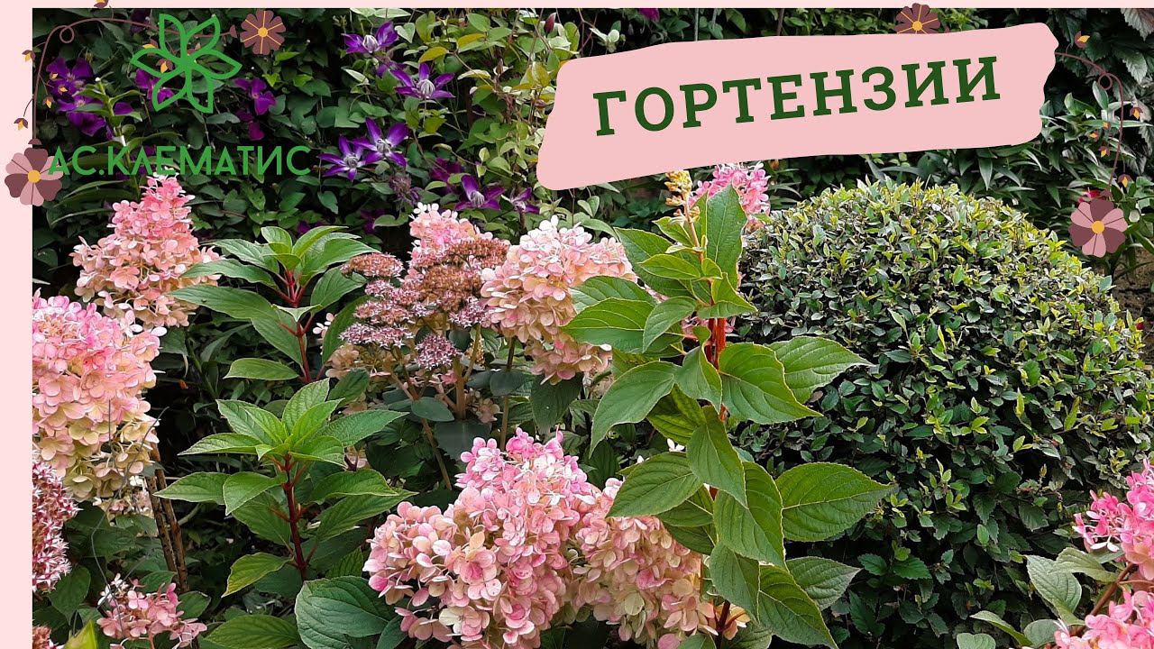 ГОРТЕНЗИИ | Формировка, обрезка, подкормка и полив | Гортензии в красивых цветниках