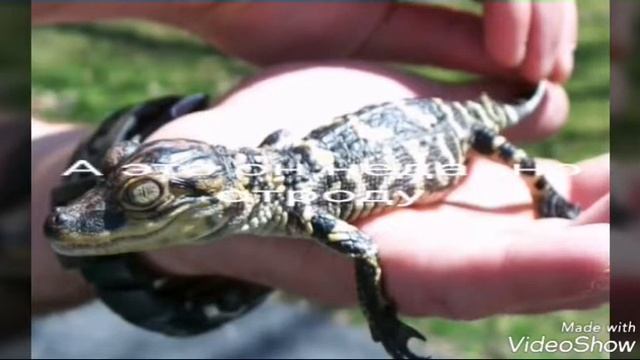 Как животные выглядят неделю отроду смотреть онлайн