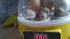 Эксперимент, перепелята в самодельном инкубаторе из магазинных яиц. Часть 1