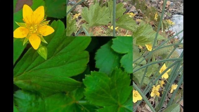 ВАЛЬДШТЕЙНИЯ  (WALDSTEINIA)  сем. Розоцветные