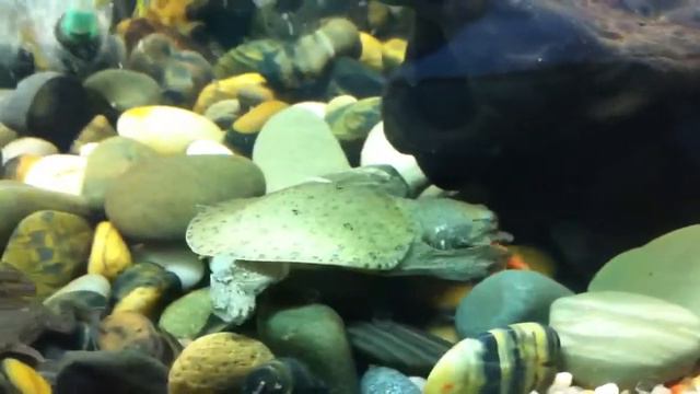 Черепаха съела рыбу смотреть онлайн