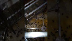 Медогонка Грановского 4 года эксплуатации