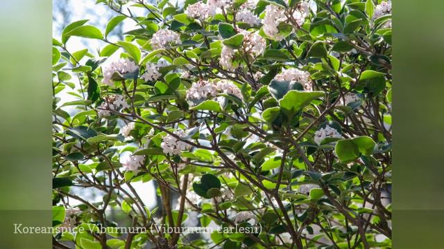 12 Species Of Viburnum Shrubs 🛋️ смотреть онлайн
