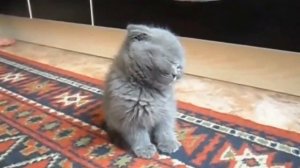 спящий котёнок