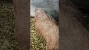 Тимпания (вздутие рубца). Козу дует. Спасаем! Счет идет на часы!
