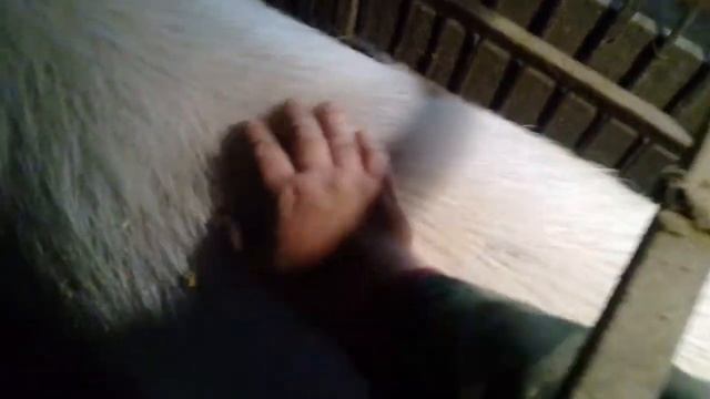 Как проверить свинку на супоросность, способы смотреть онлайн