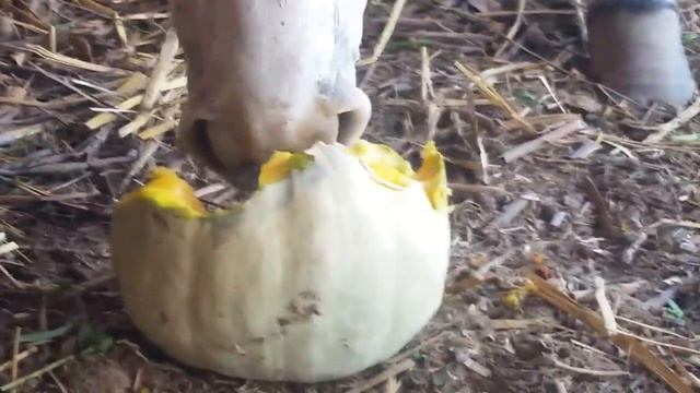 ASMR PUMPKIN AND WATERMELON MUKBANG DONKEY EATING SOUNDS/АСМР ТЫКВА И АРБУЗ МУКБАНГ ИТИНГ смотреть онлайн